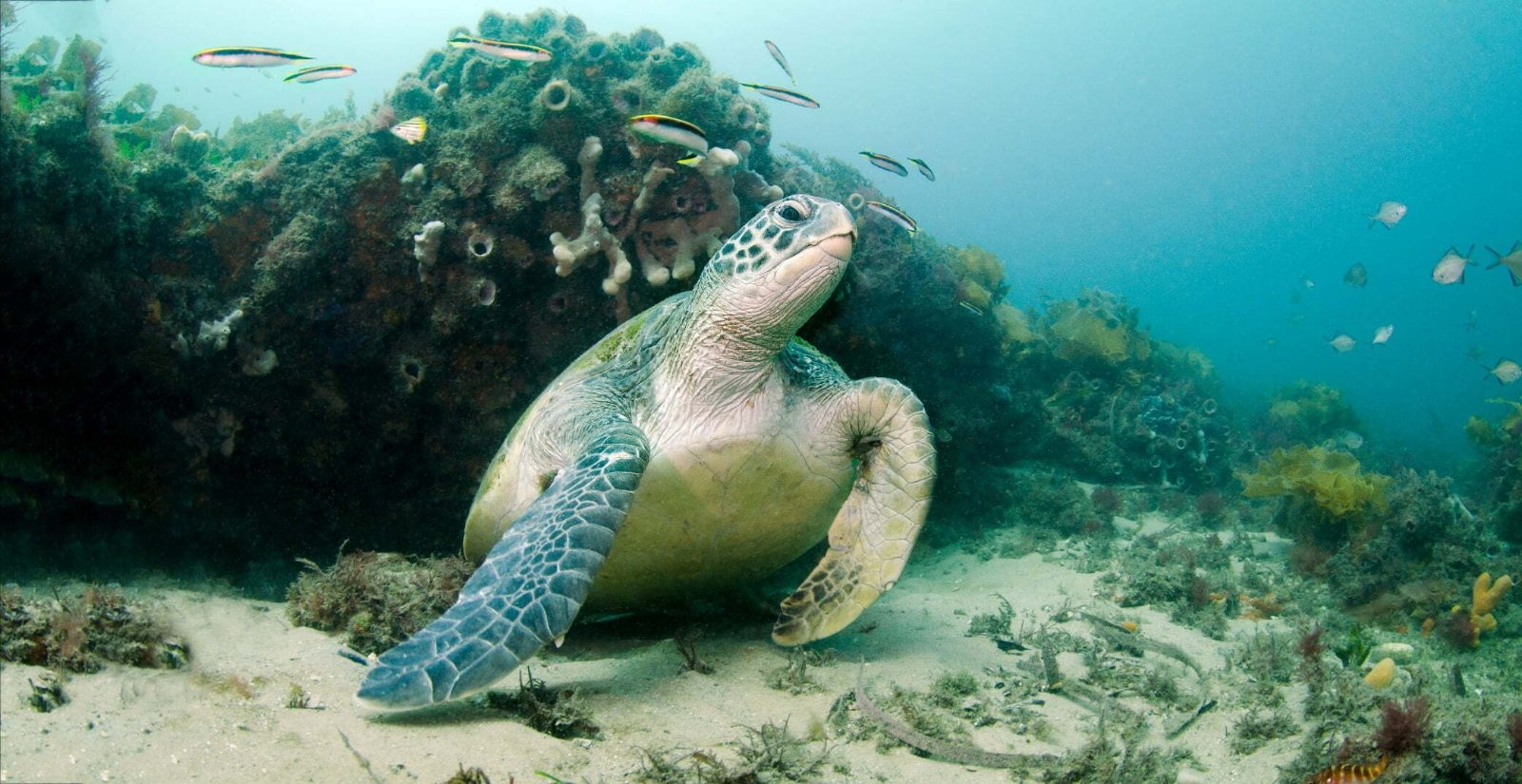 Marine Life Sanctuary