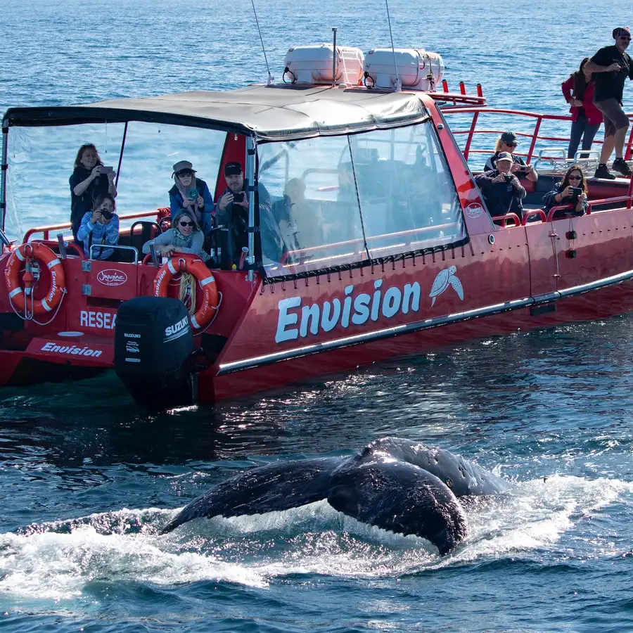 Nelson Bay Whale Watching Tickets