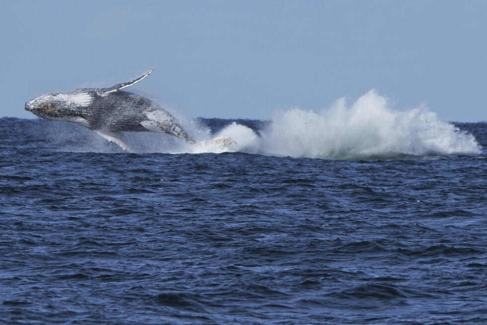 Dolphin Whale Watching Sydney