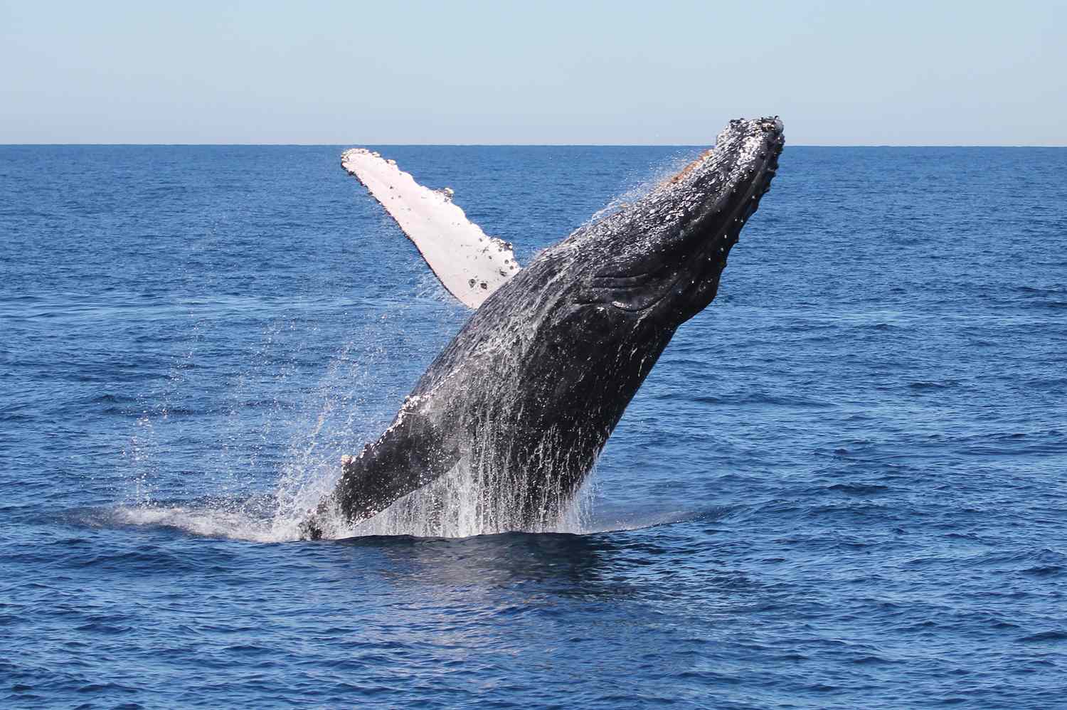 Humpback Highway