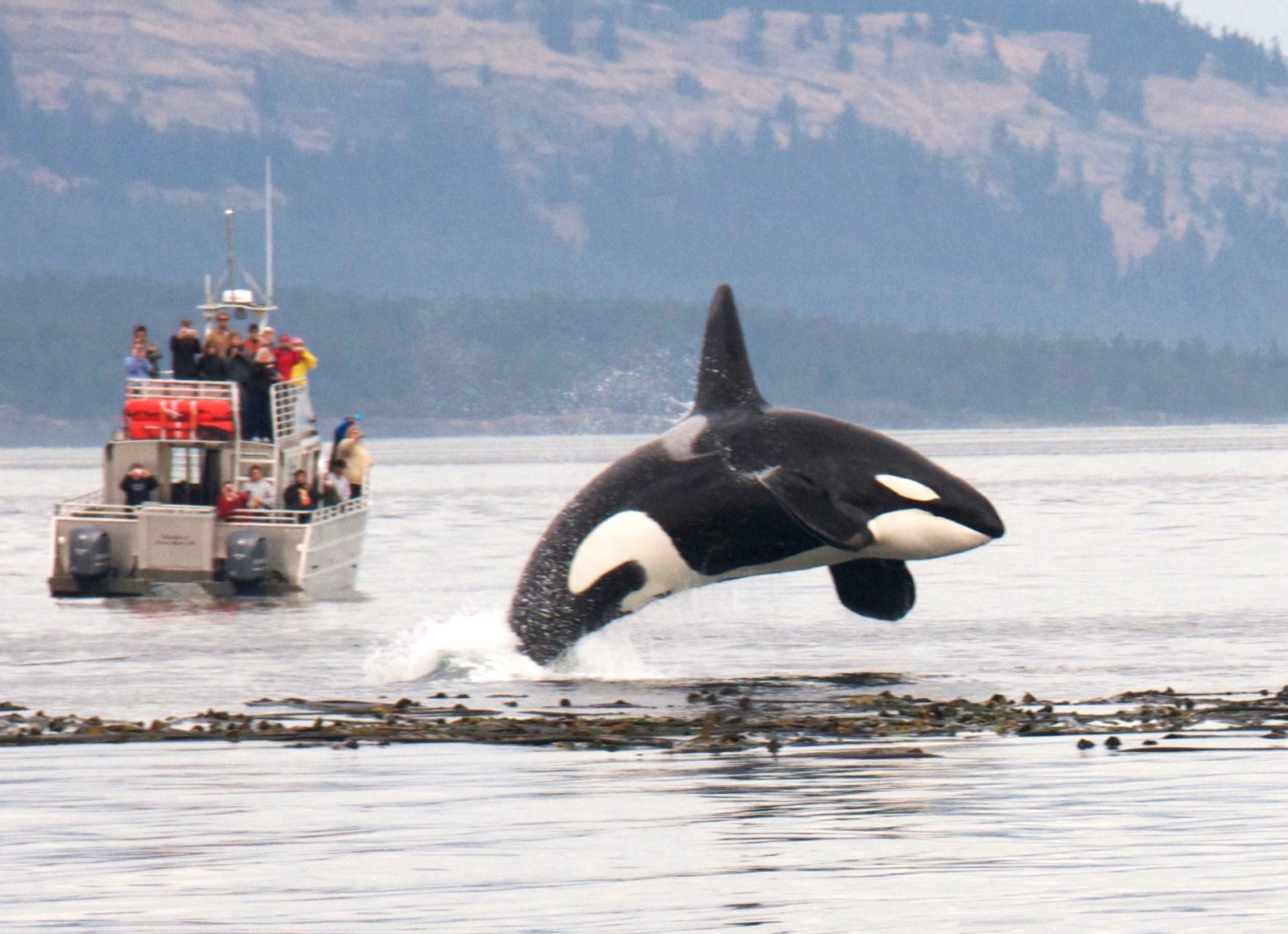 San Juan Islands Whale Watching