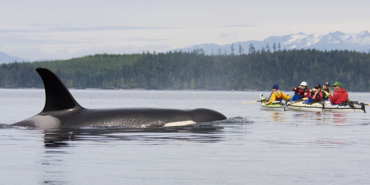 Whale Watching Kayak Tours San Juan Islands