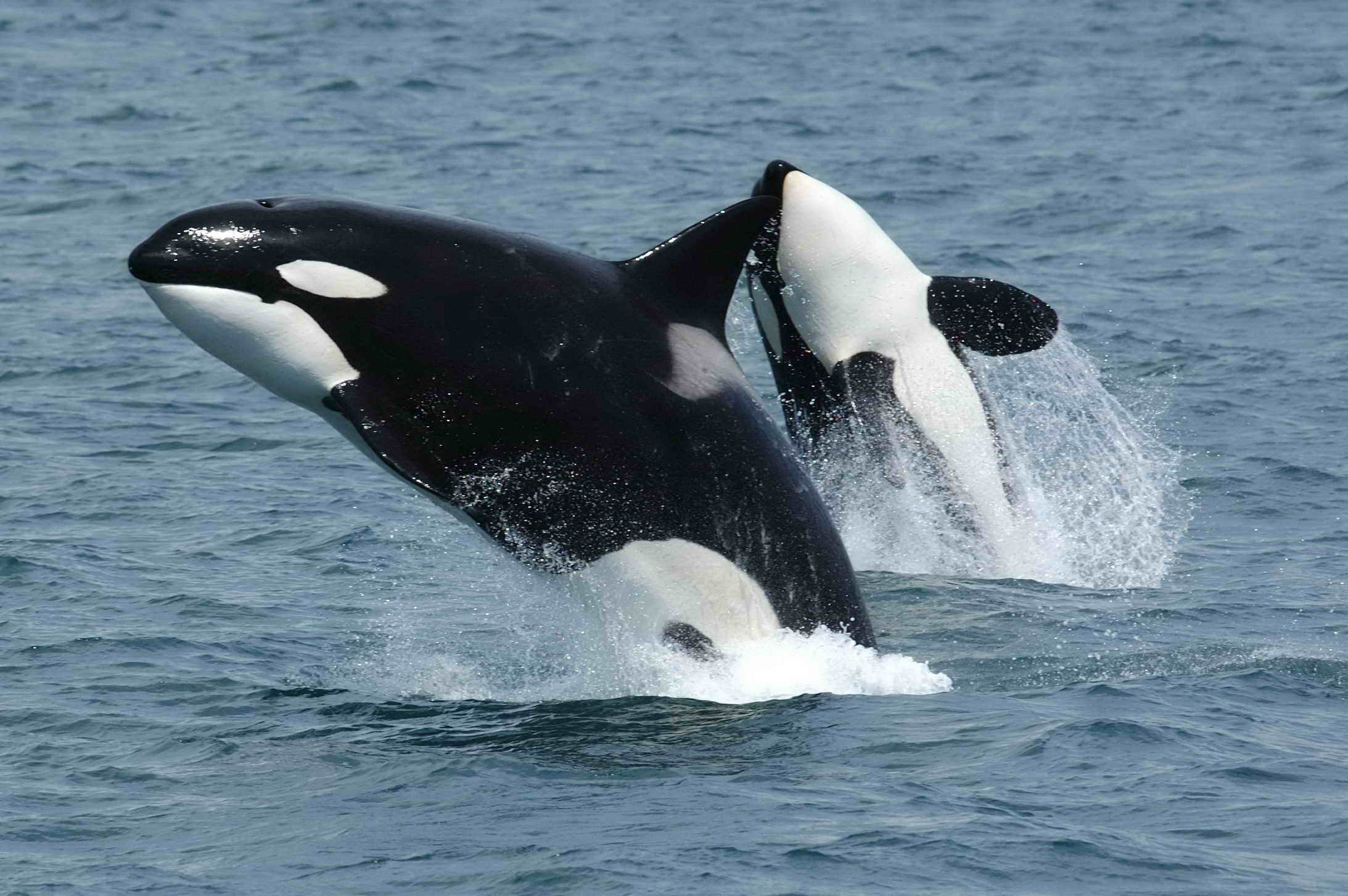 Orca Pods