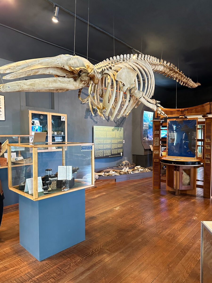 The Whale Museum