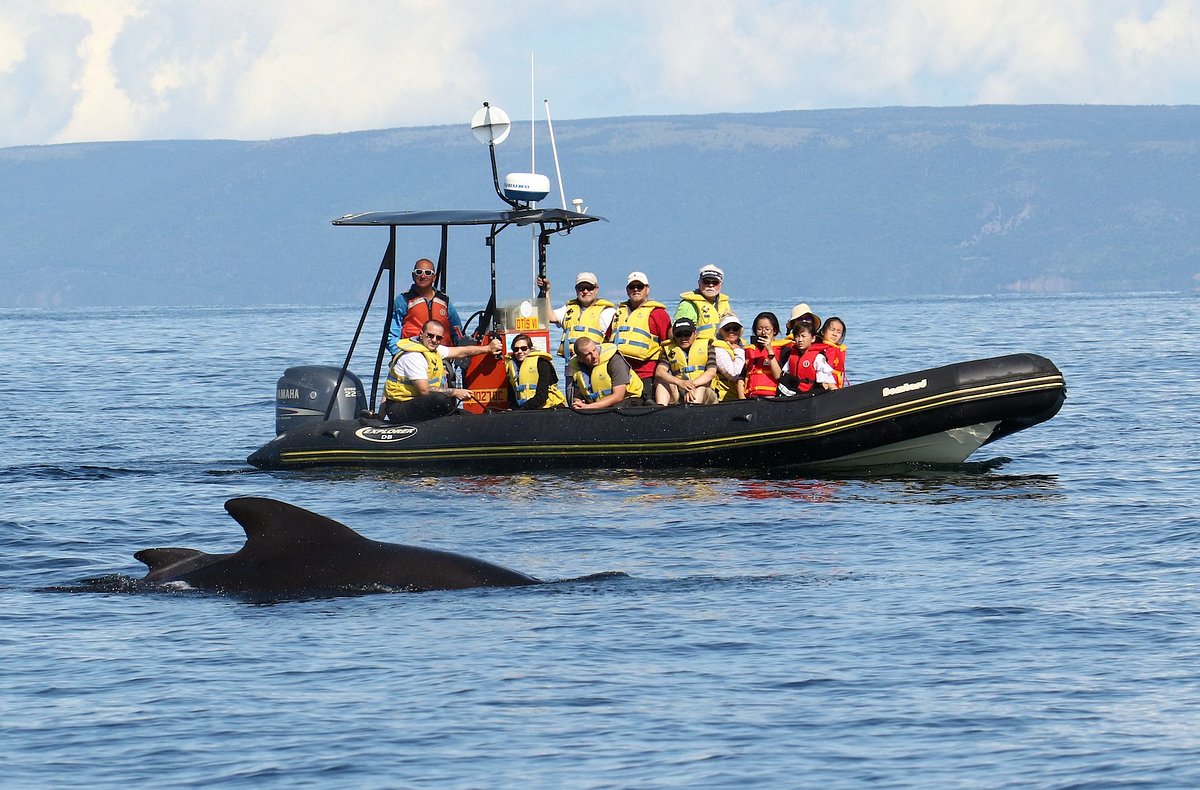 Private Whale Watching Tour San Juan Islands