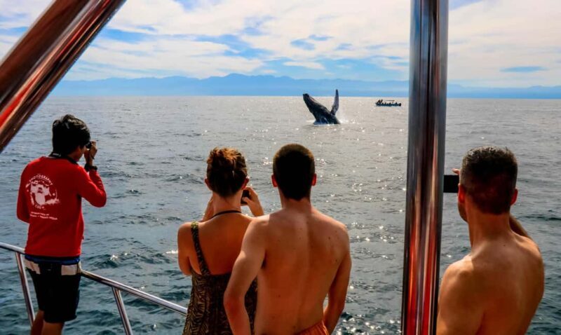 Private Whale Watching Long Beach