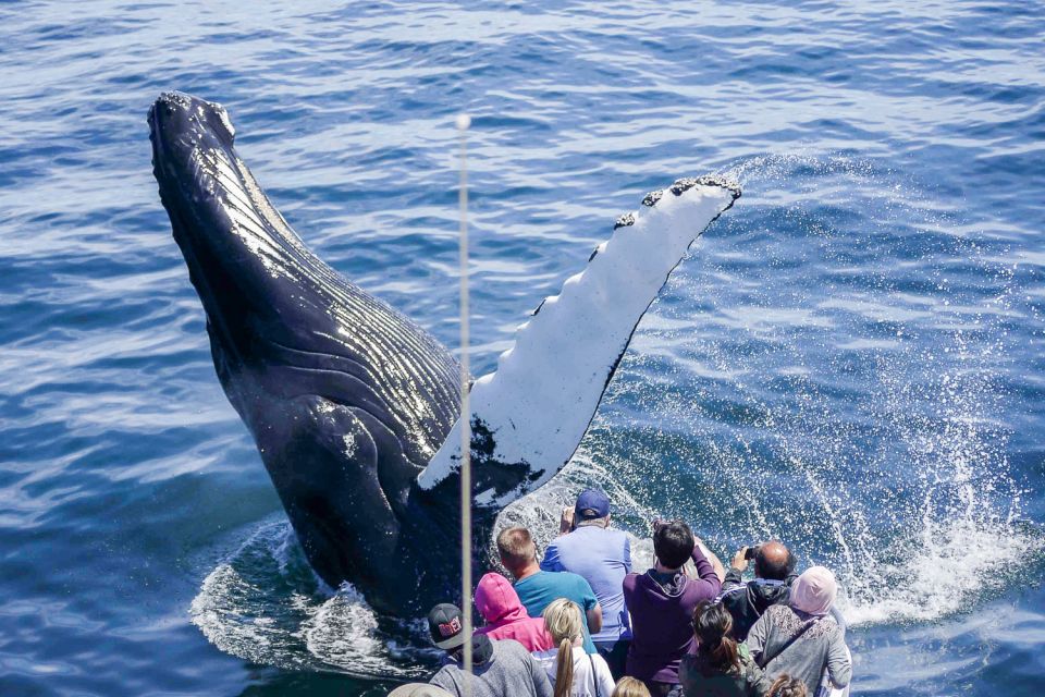 Long Beach Whale Watching Tickets
