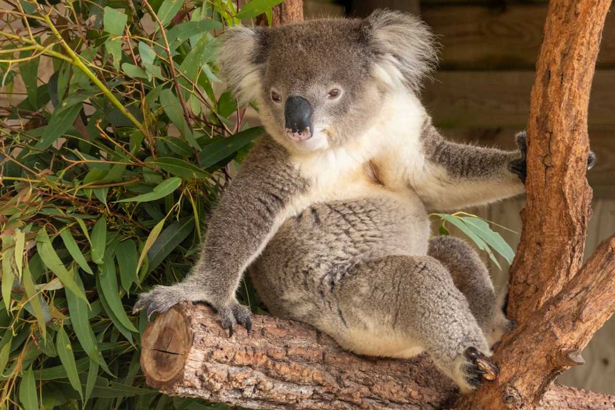 Phillip Island Koala Reserve