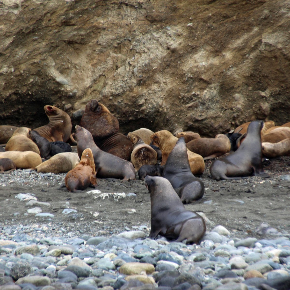Isla Marta Sea Lion Colony