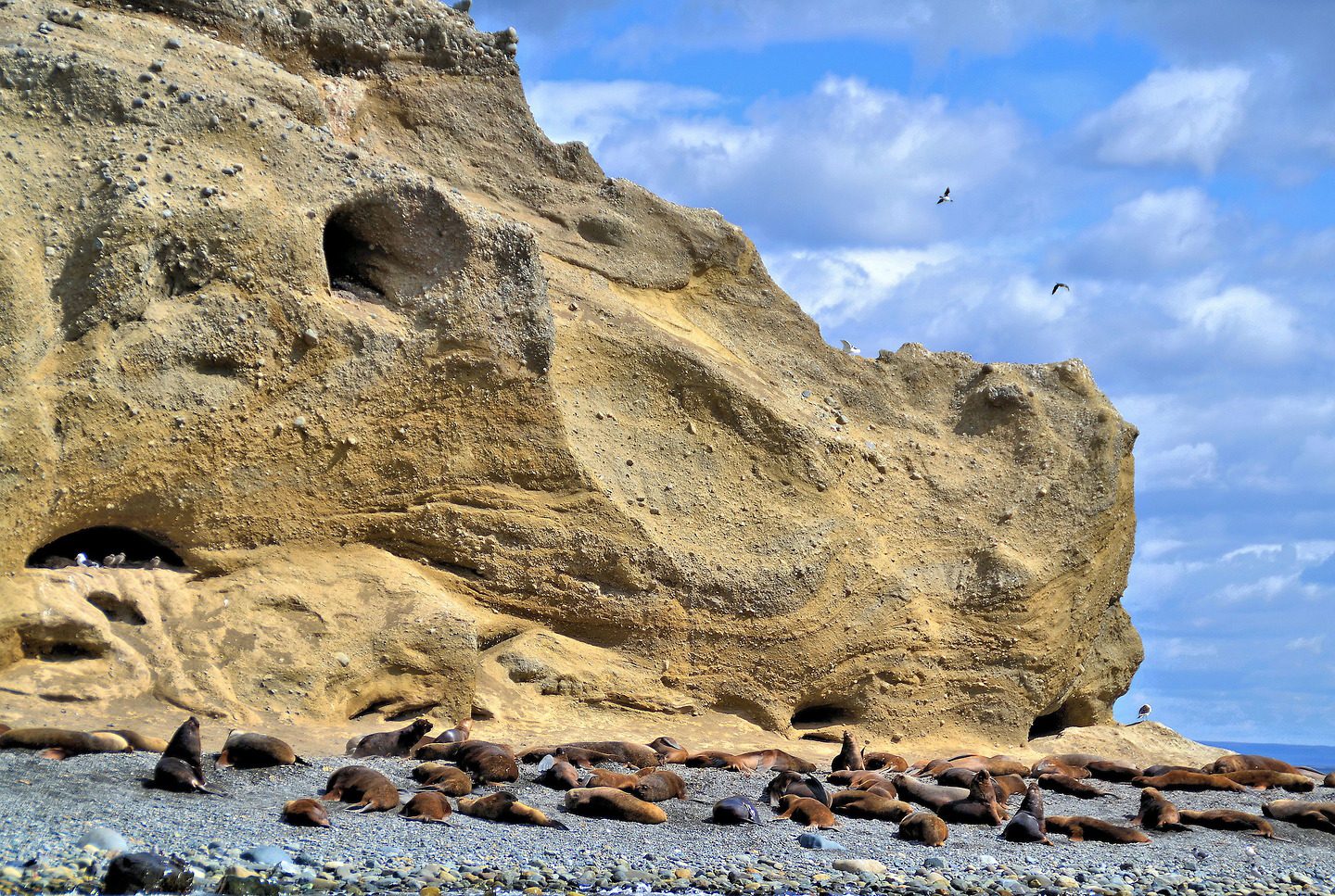 Isla Marta Sea Lion Colony