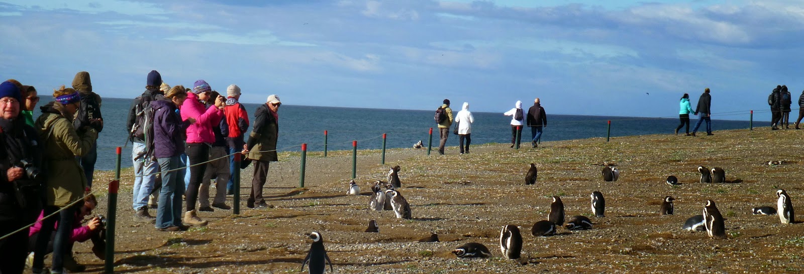 Your experience at Magdalena Island Penguin Tours & Tickets
