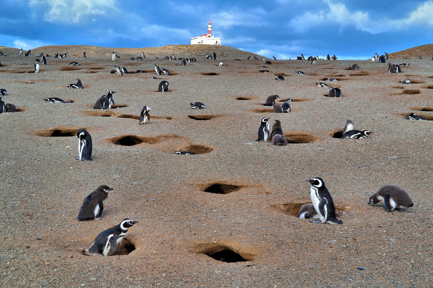 Magdalena Island Penguin Tours & Tickets