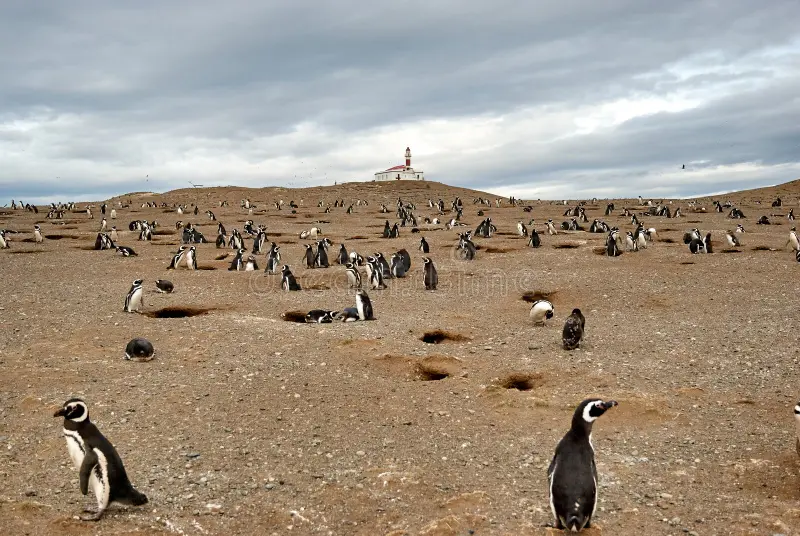 Magdalena Island Penguin Colony Experience