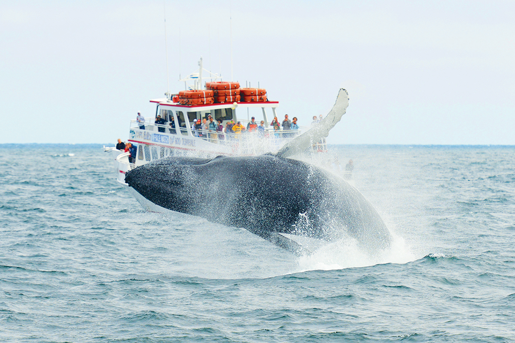 High-Speed Catamaran