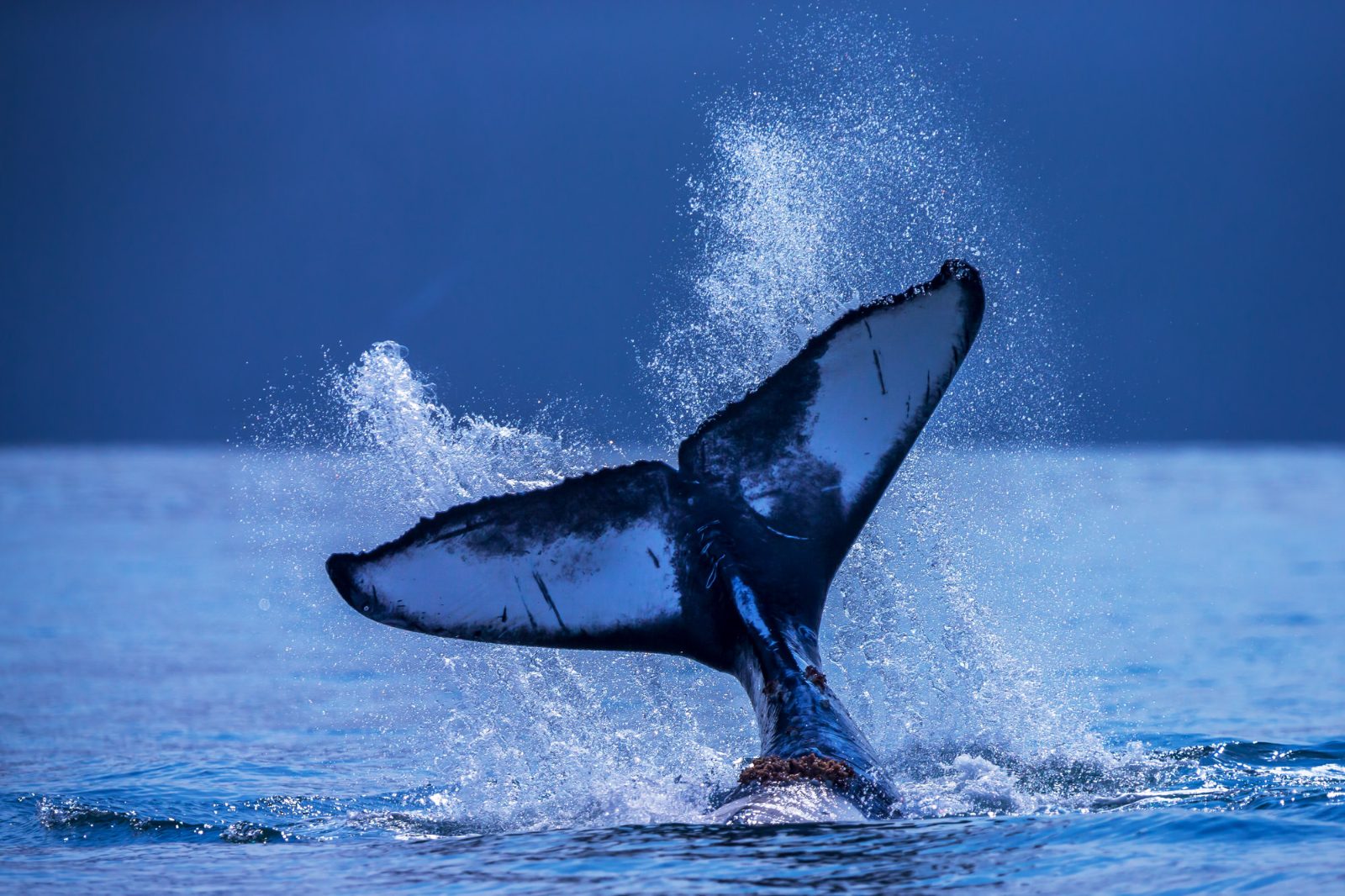 Marine Life Sightings