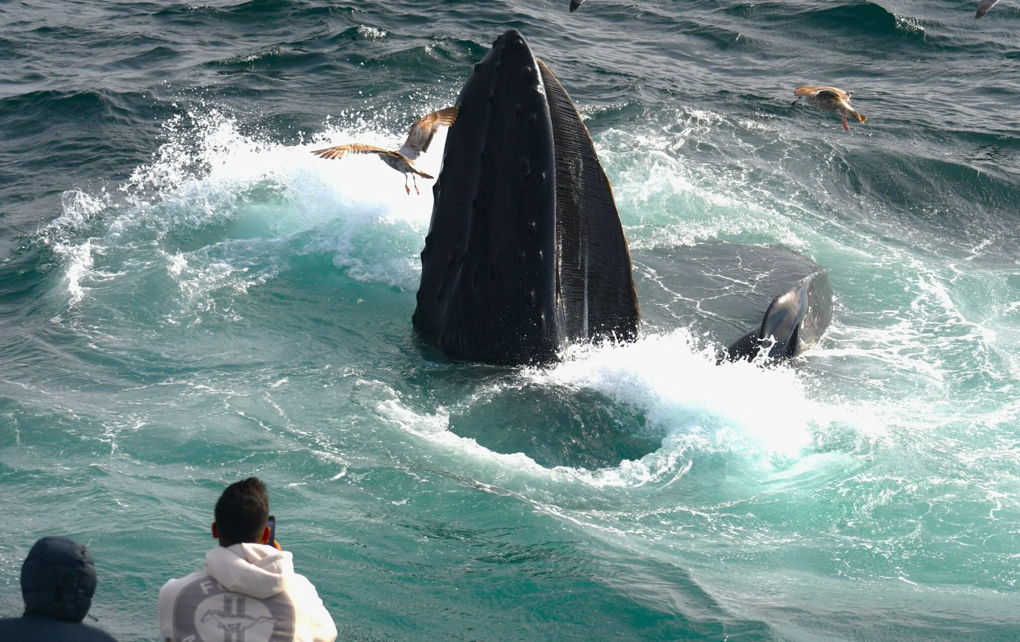 Marine Biology Narrative