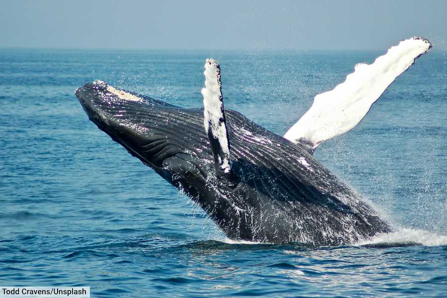 Boston Whale Watching Tickets