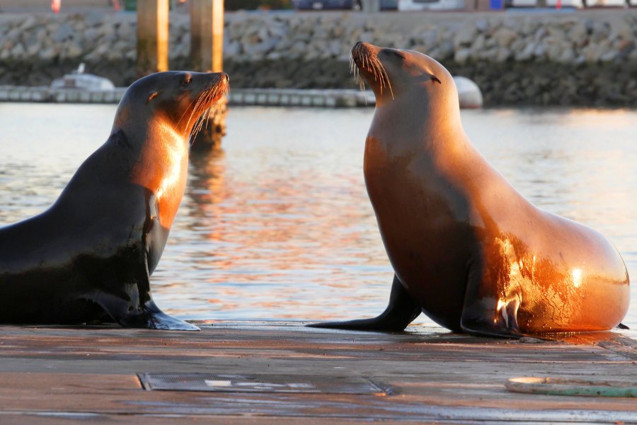 California Sea Lion