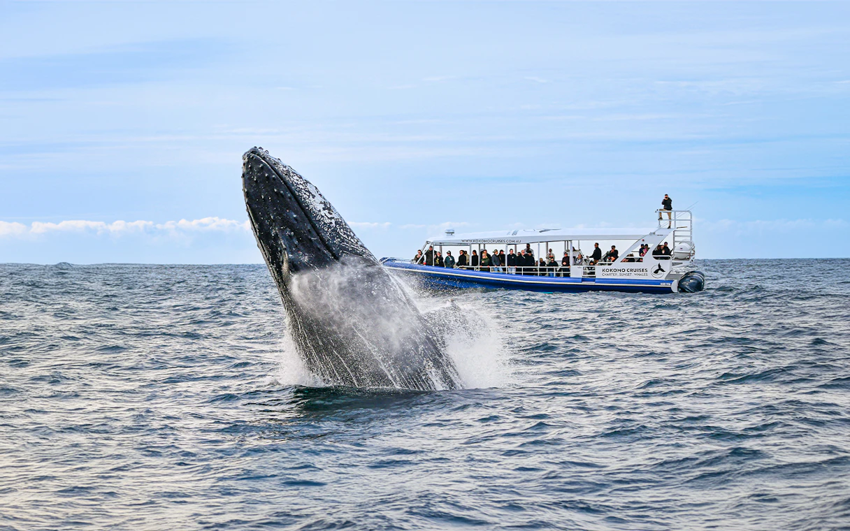 Gold Coast Whale Watching Tickets