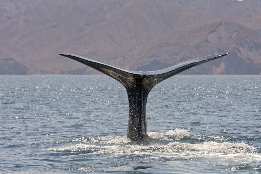 Kaikoura Whale Watching Cruise