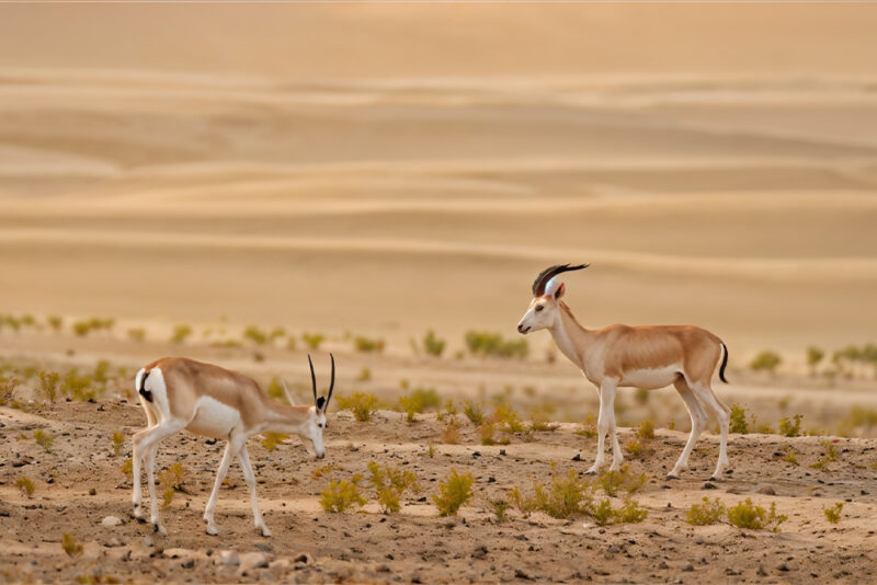 Al Marmoom Desert Conservation Reserve
