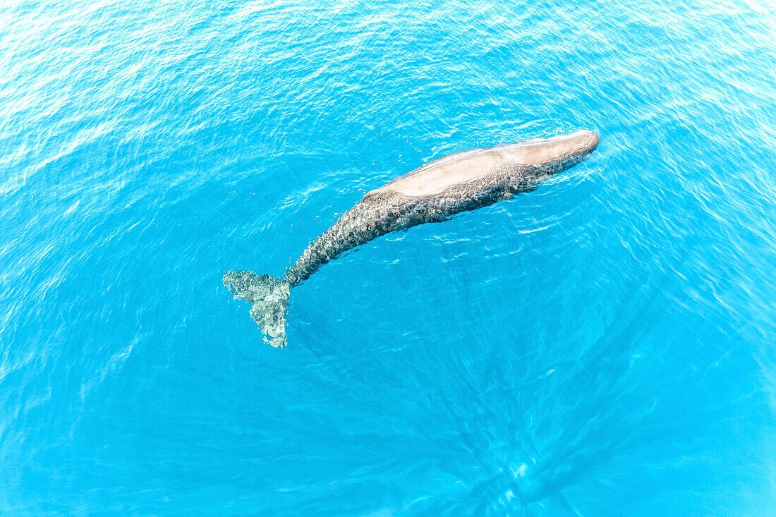 Kaikoura Whale Watching Flight