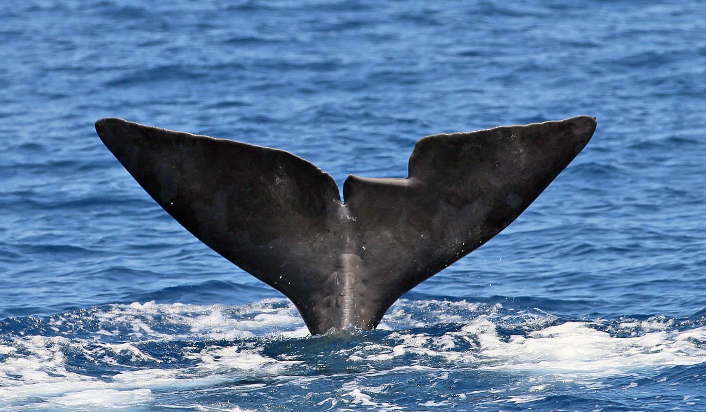 Whale Tail Surface Interval