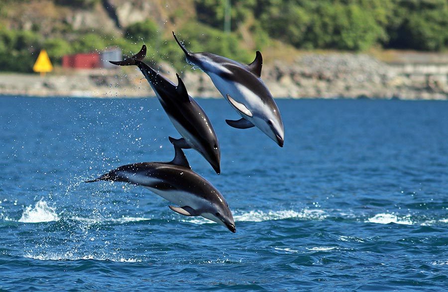 Dusky Dolphins
