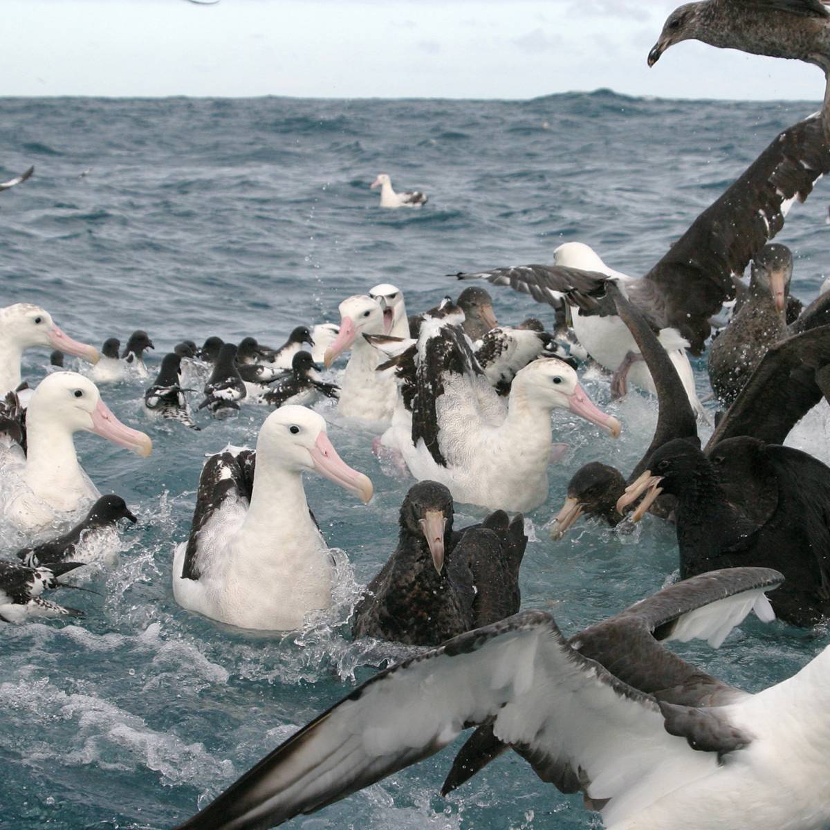 Albatross Colonies