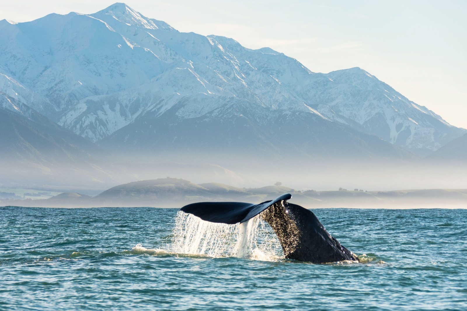 Giant Sperm Whales