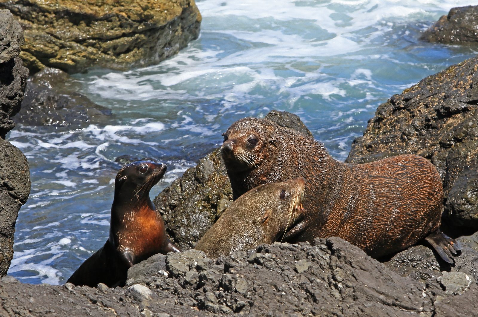 Fur Seal Colonies