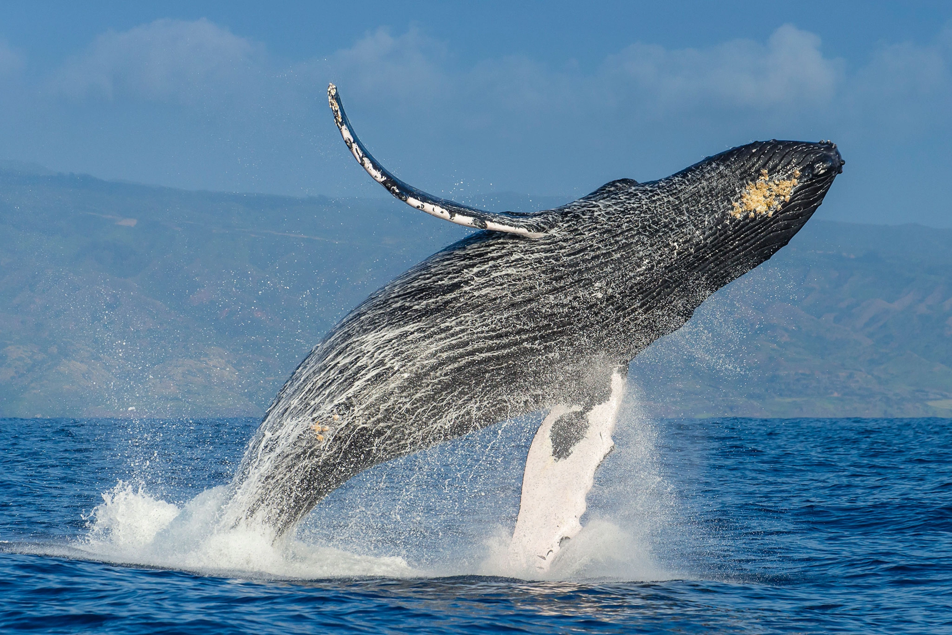 Marine Life Observation Deck