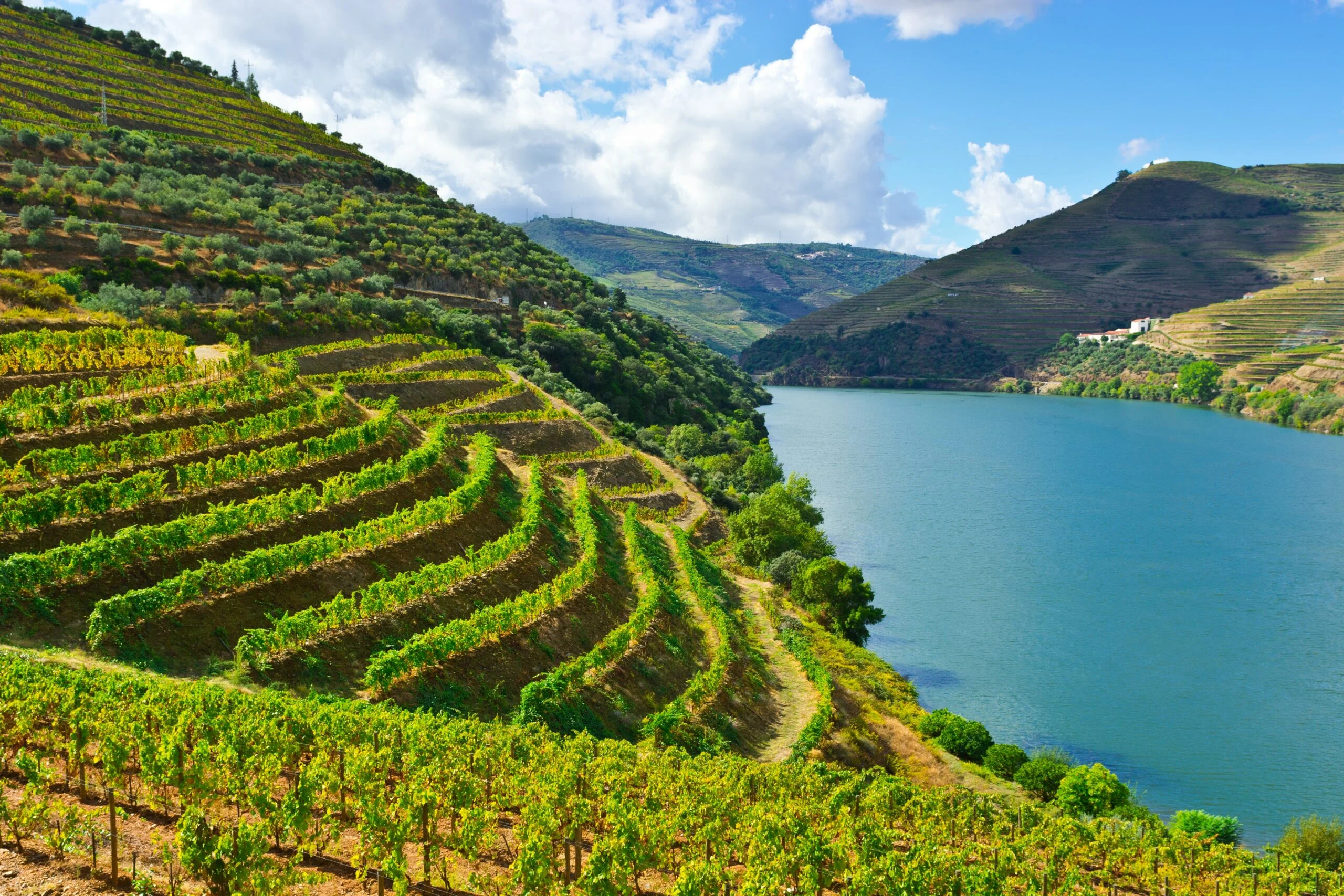 Douro Valley Terrace Vineyards