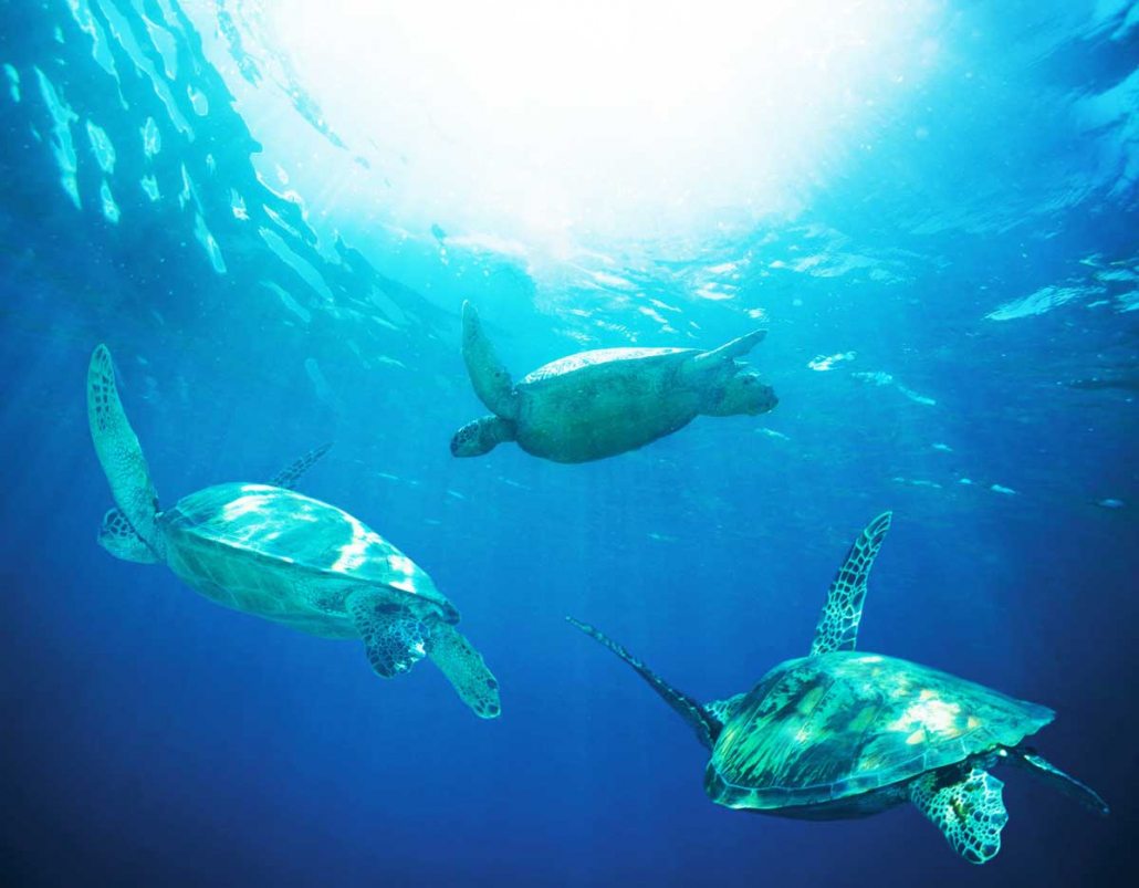 Coastal Marine Ecosystem