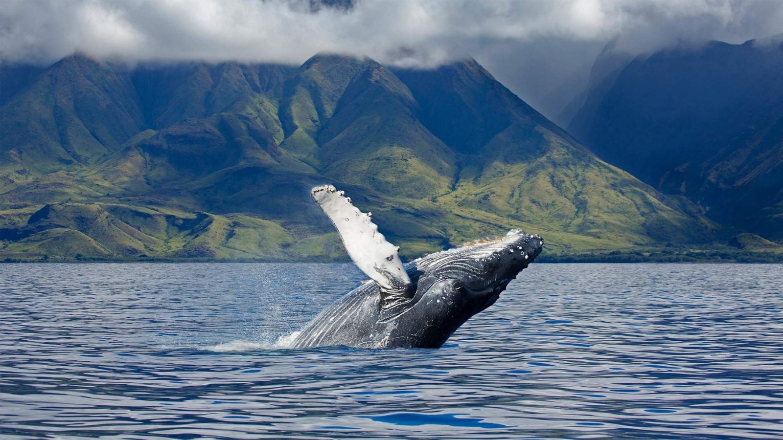 Humpback Whale Migration