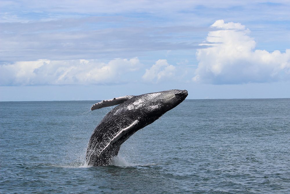 Costa Rica Whale Watching Tour