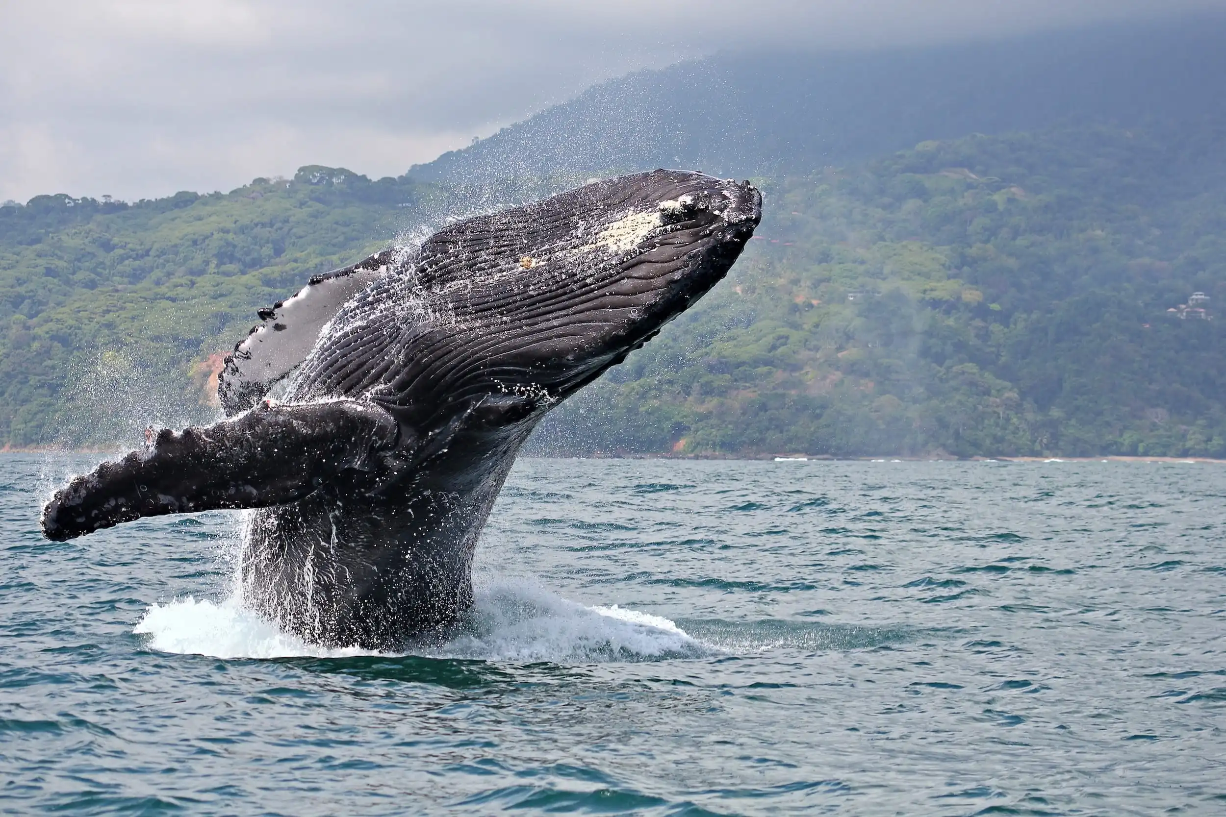 Marine Biodiversity