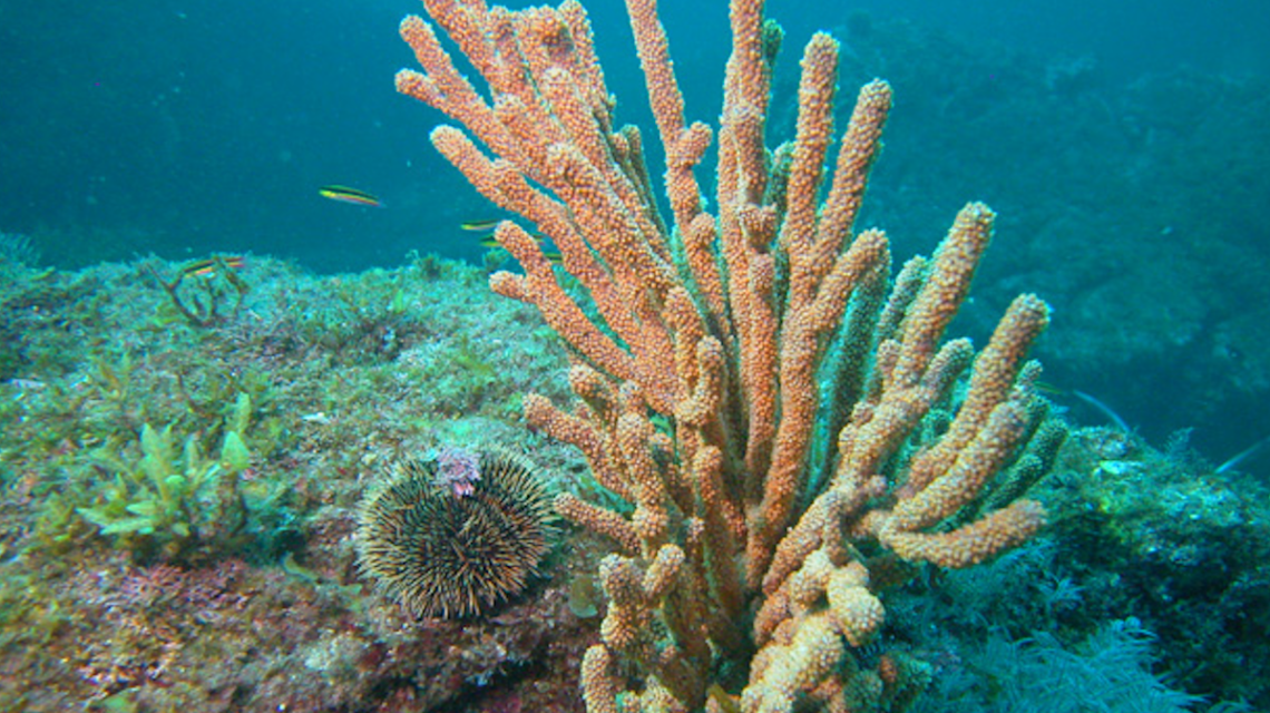 Coral Reefs