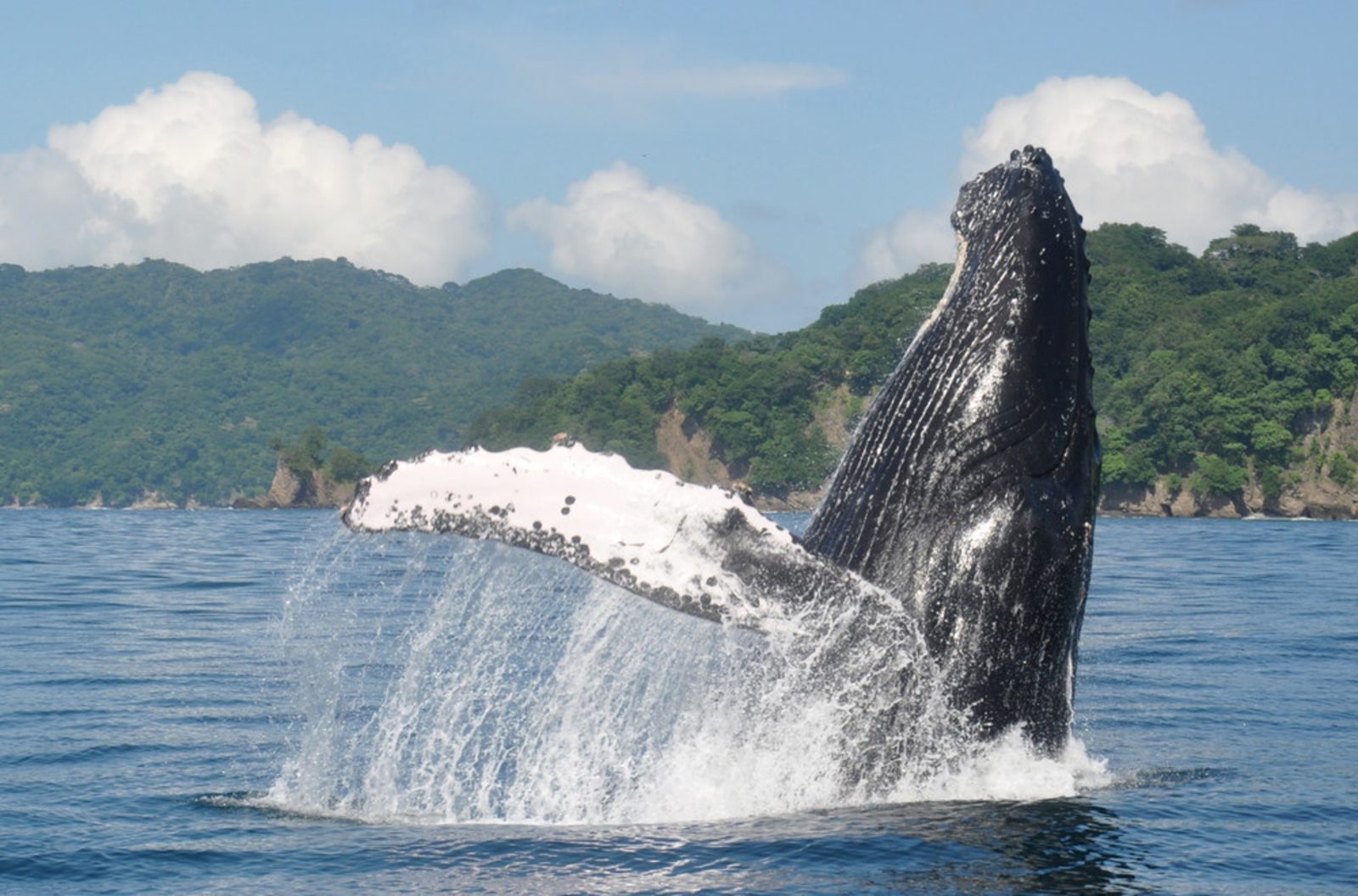 Open Sea Cetacean Vantage
