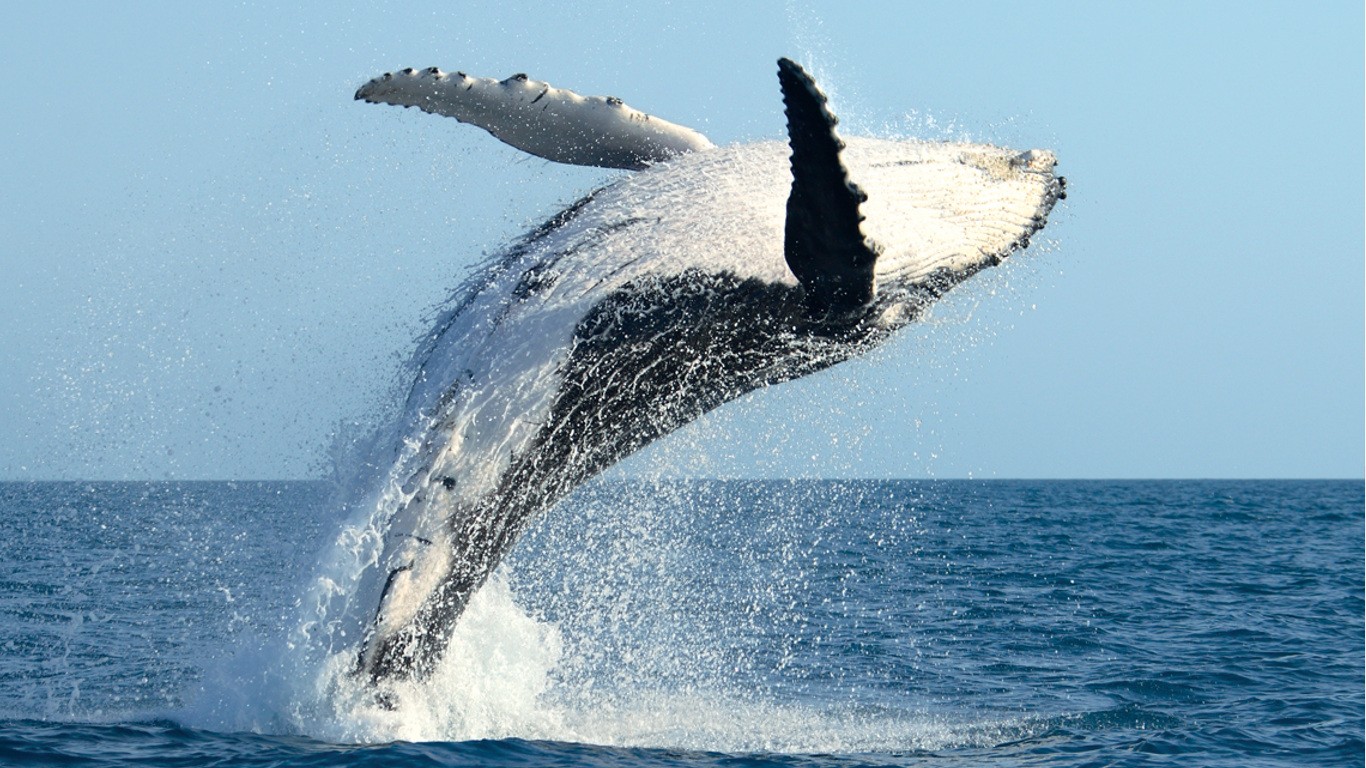 Private Whale Watching Tour Uvita Costa Rica