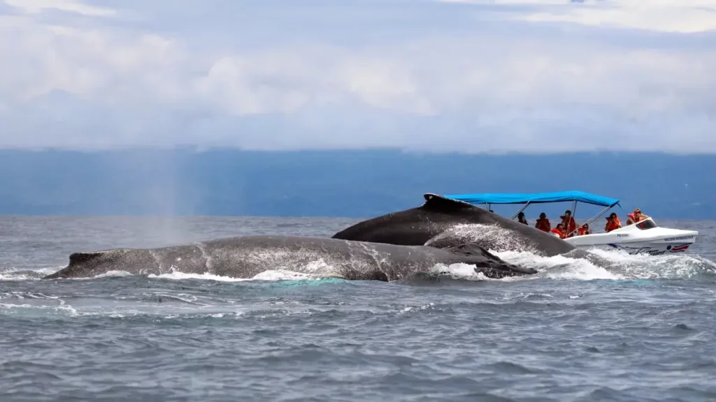 Costa Rica Whale Watching Uvita
