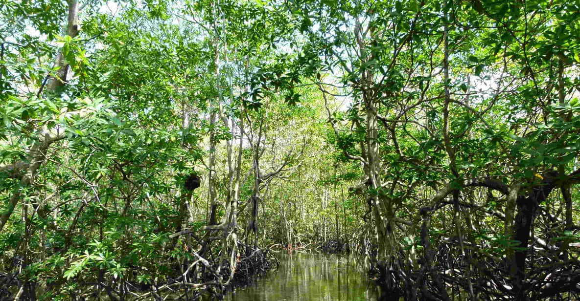 Mangrove Ecosystems