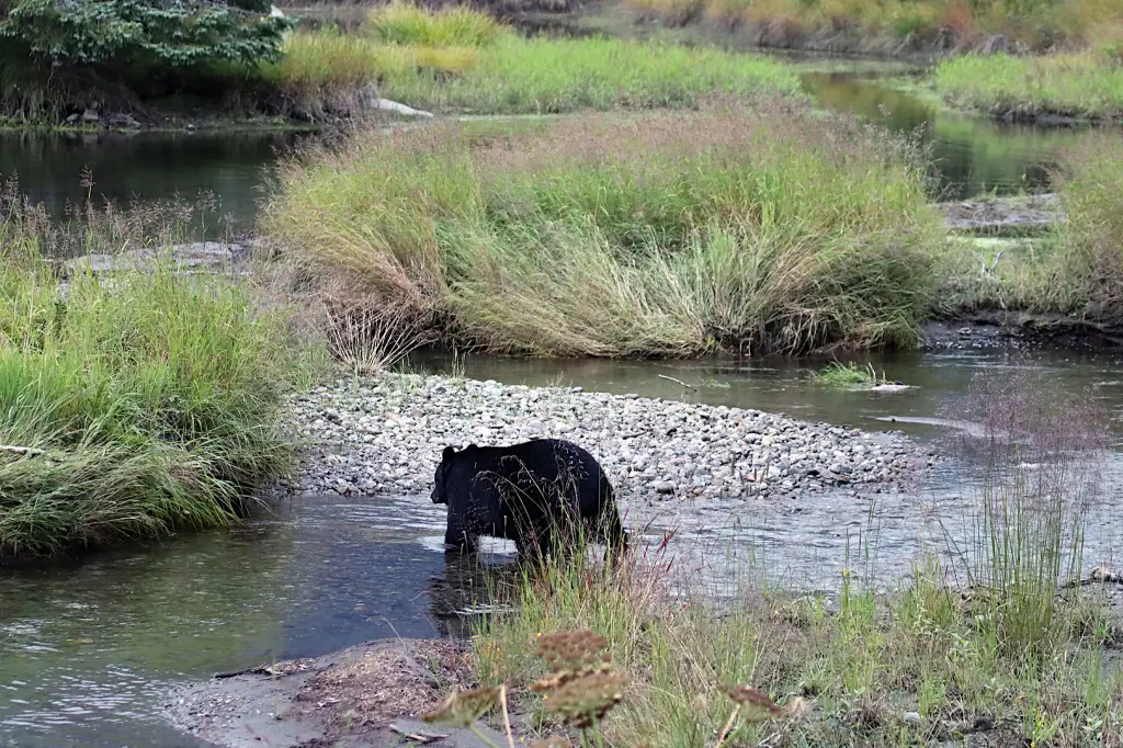 Steep Creek Bear Viewing Platform