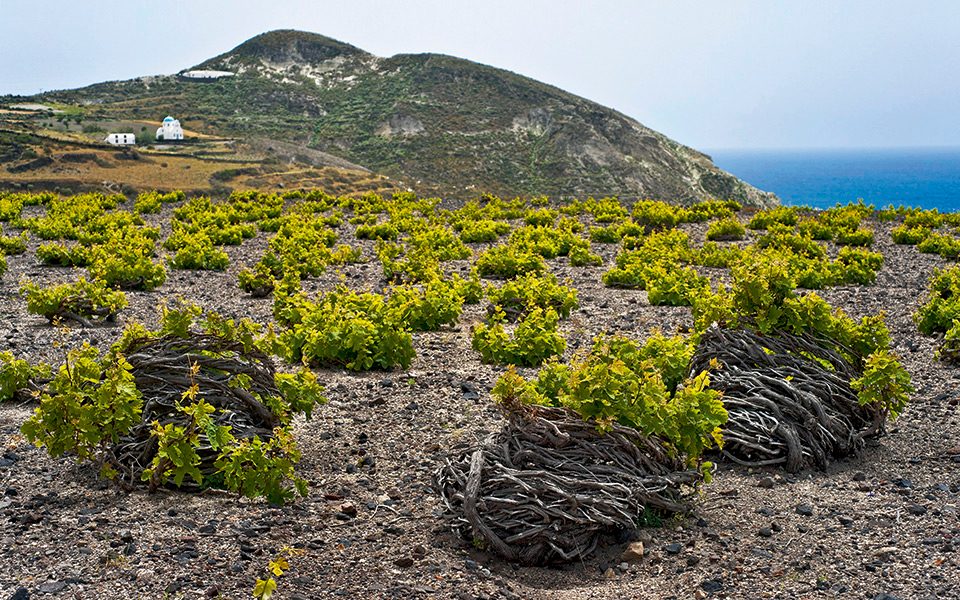 Assyrtiko Vineyards