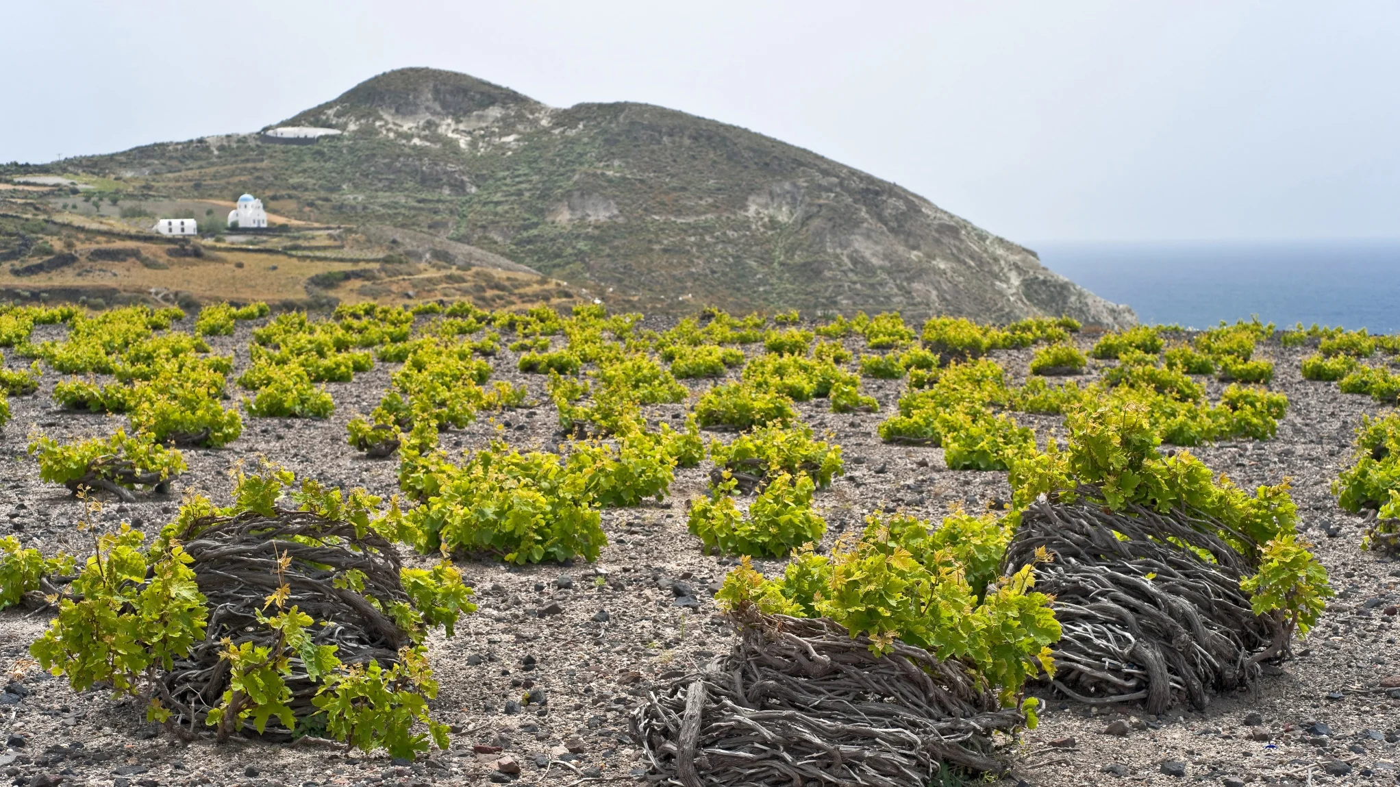 Vineyard Rows