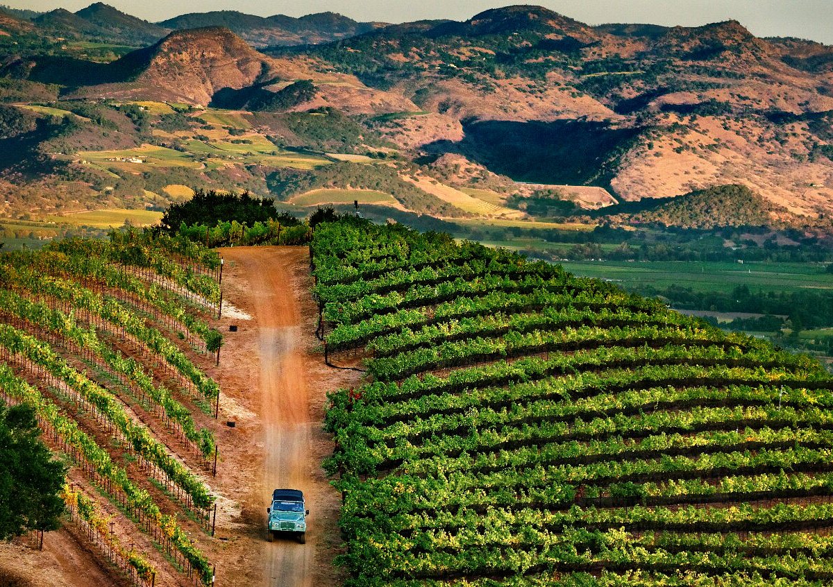 Vineyard Walk