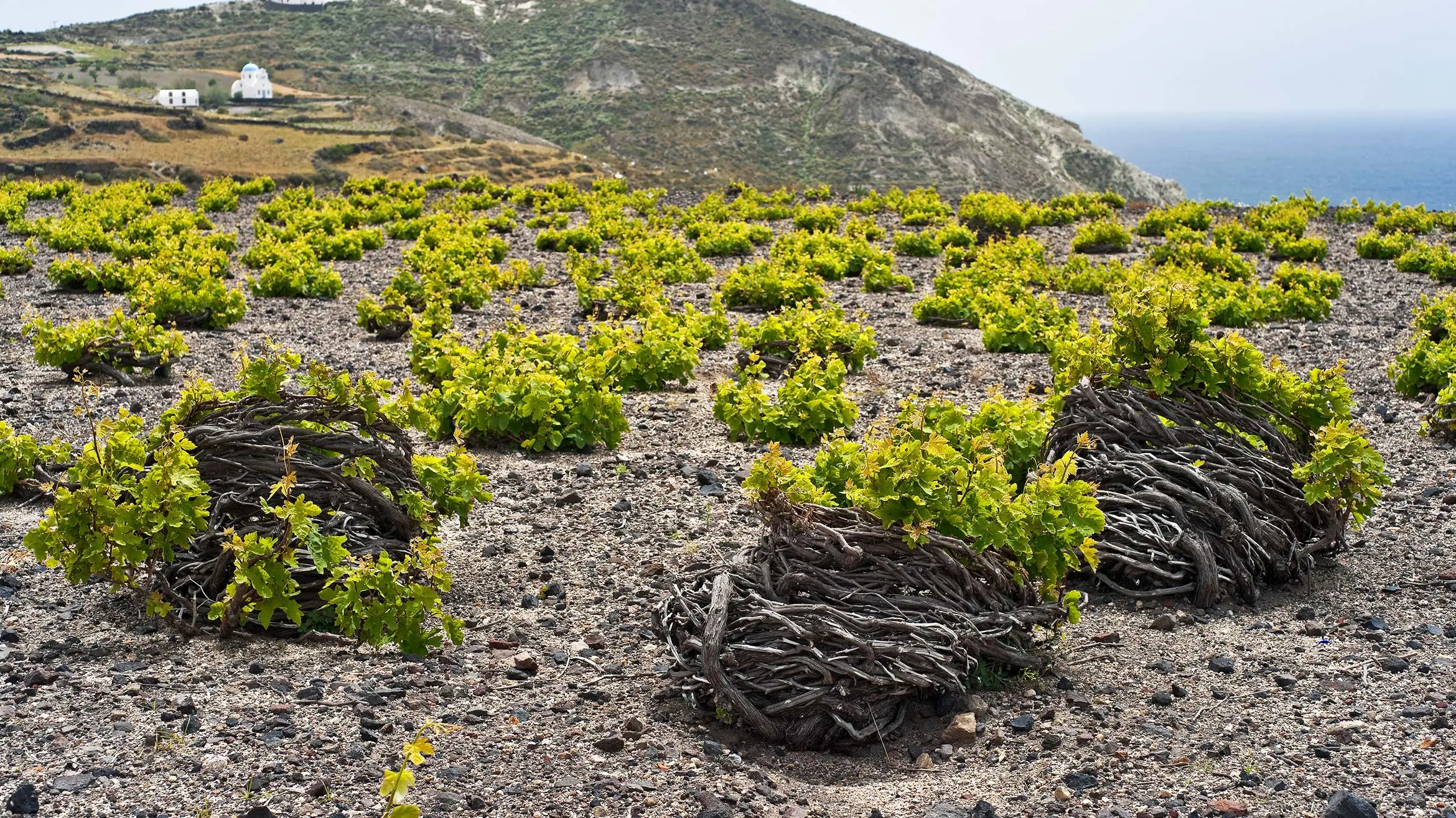 Vineyard Rows