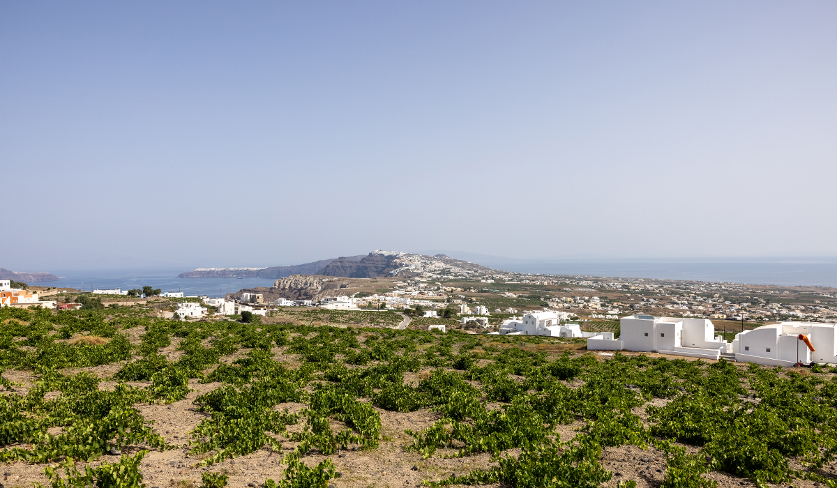 Assyrtiko Terrace