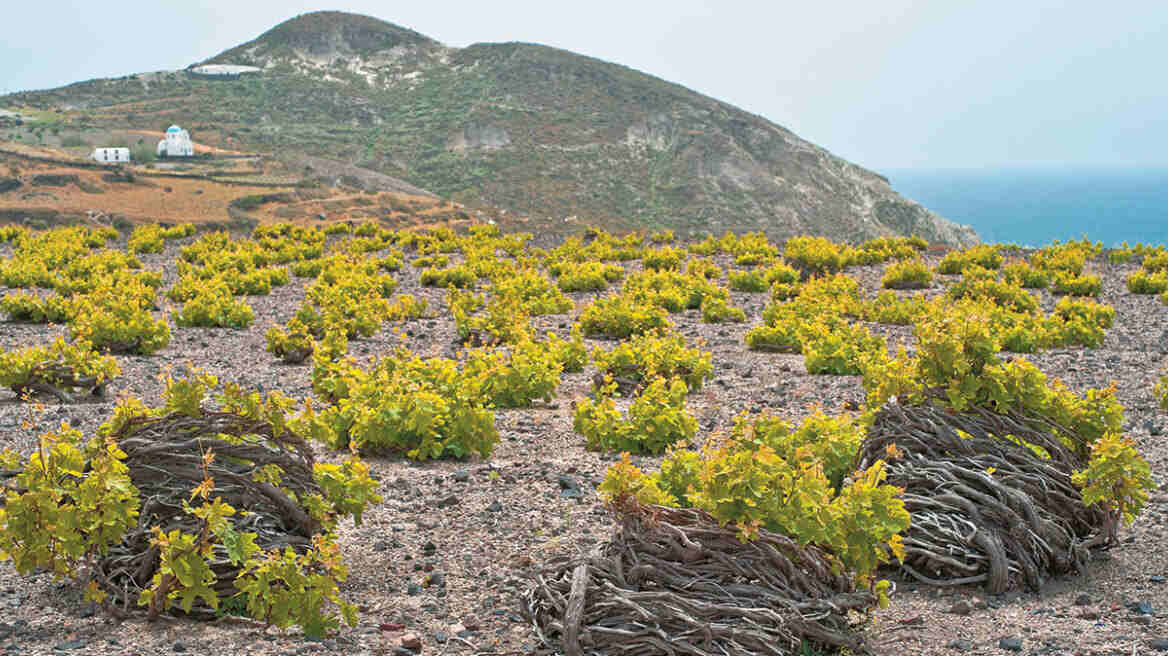 Volcanic Vineyards