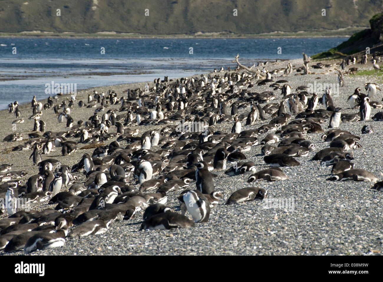 Isla Martillo Penguin Rookery